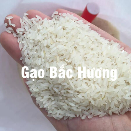 Gạo Bắc Hương Thái Bình